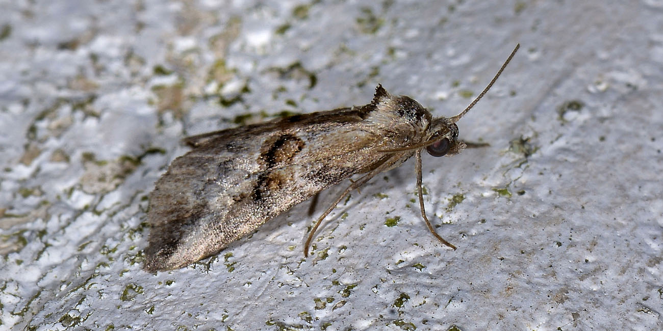 Da identificare - Zebeeba falsalis, Erebidae